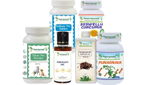 Buy Now Dog Ear Hematoma

