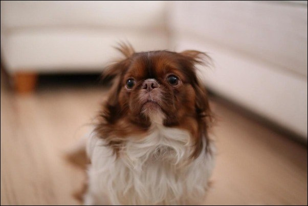 Granulomatous Meningoencephalitis (GME) in Dogs Granulomatous Meningoencephalitis (GME) in Dogs