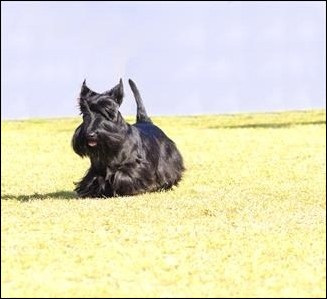 Scotty Cramp disease in Scottish Terriers Scotty Cramp disease in Scottish Terriers