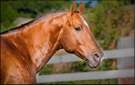 Potomac Horse Fever