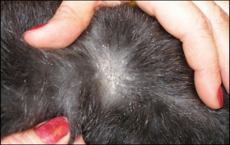 Cheyletiellosis Cheyletiellosis