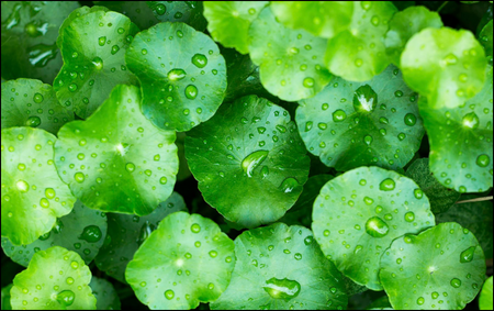 Gotu Kola Gotu Kola